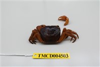 藏品(字紋弓蟹)的圖片